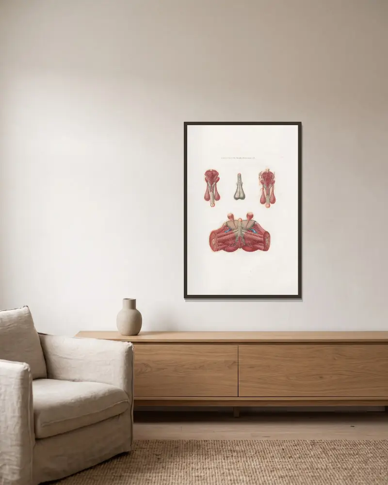 Anatomia Universale Pl.11 av Antonio Serantoni inramad på en vägg