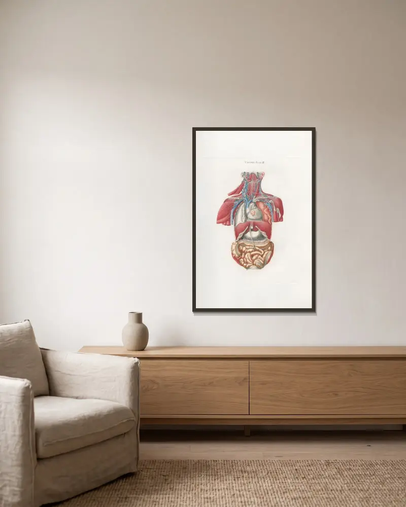 Anatomia Universale Pl.12 av Antonio Serantoni inramad på en vägg
