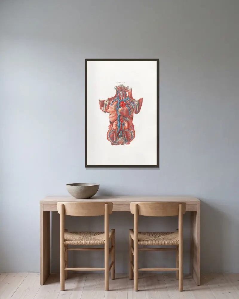 Anatomia Universale, Taf. 13 von Antonio Serantoni gerahmt an einer Wand