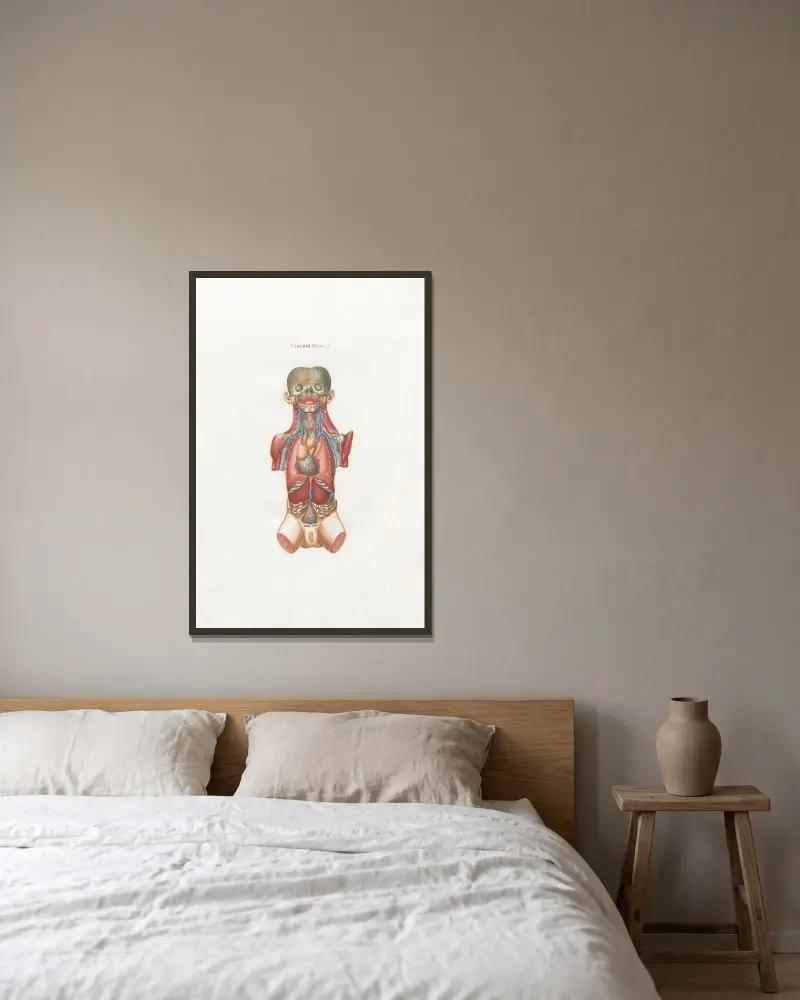 Anatomia Universale Pl.15 av Antonio Serantoni inramad på en vägg