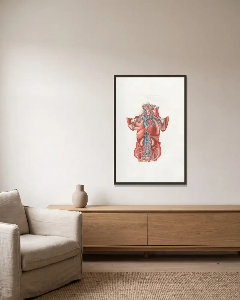 Anatomia Universale Pl.16 av Antonio Serantoni inramad på en vägg