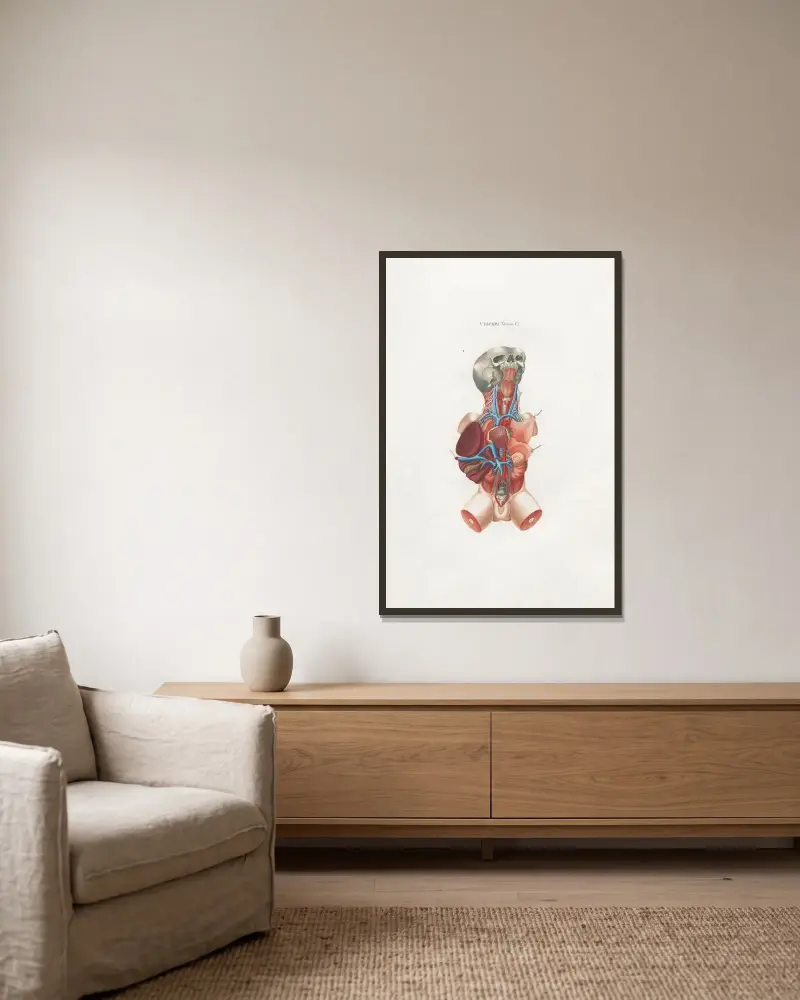 Anatomia Universale Pl.17 av Antonio Serantoni inramad på en vägg