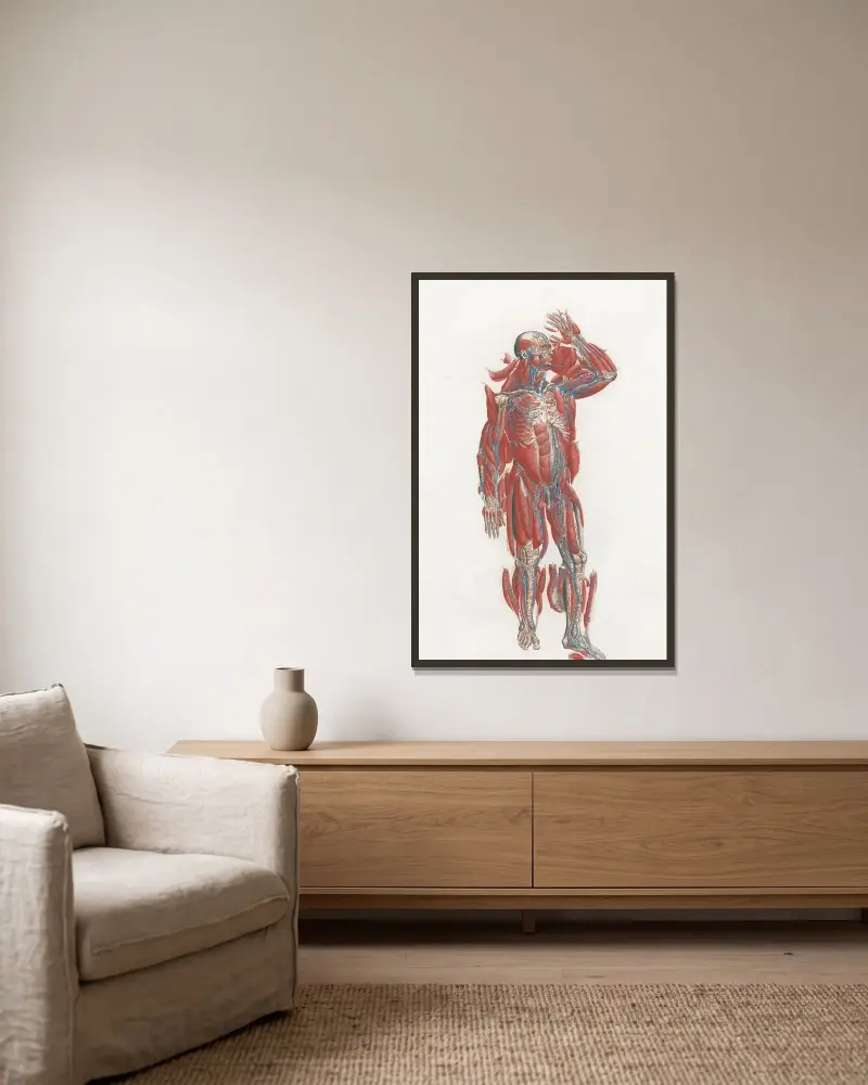 Anatomia Universale Pl.19 av Antonio Serantoni inramad på en vägg