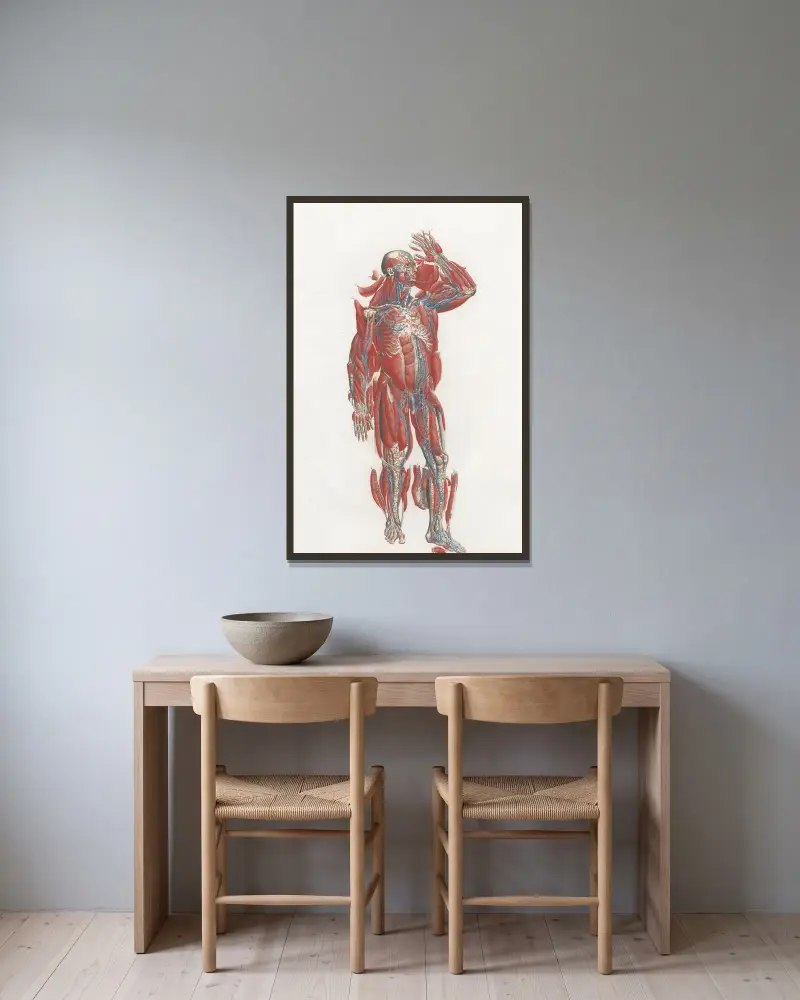 Anatomia Universale Pl.19 av Antonio Serantoni inramad på en vägg