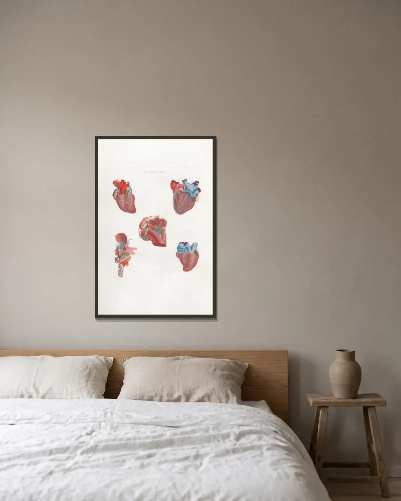 Anatomia Universale Pl.20 av Antonio Serantoni inramad på en vägg
