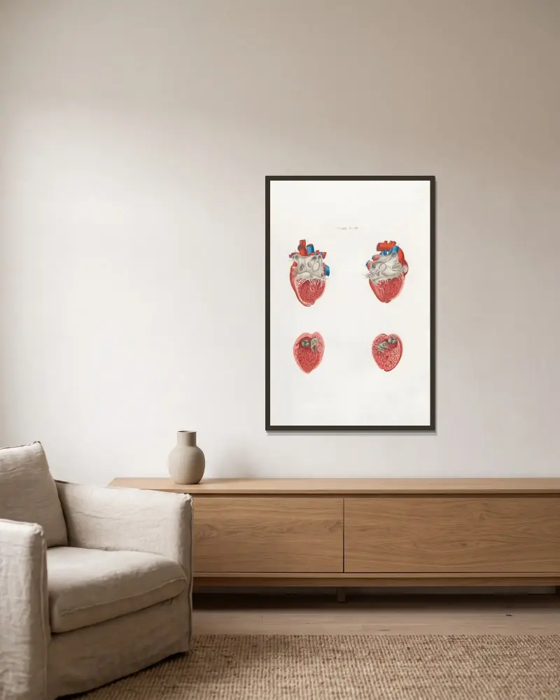 Anatomia Universale Pl.21 av Antonio Serantoni inramad på en vägg