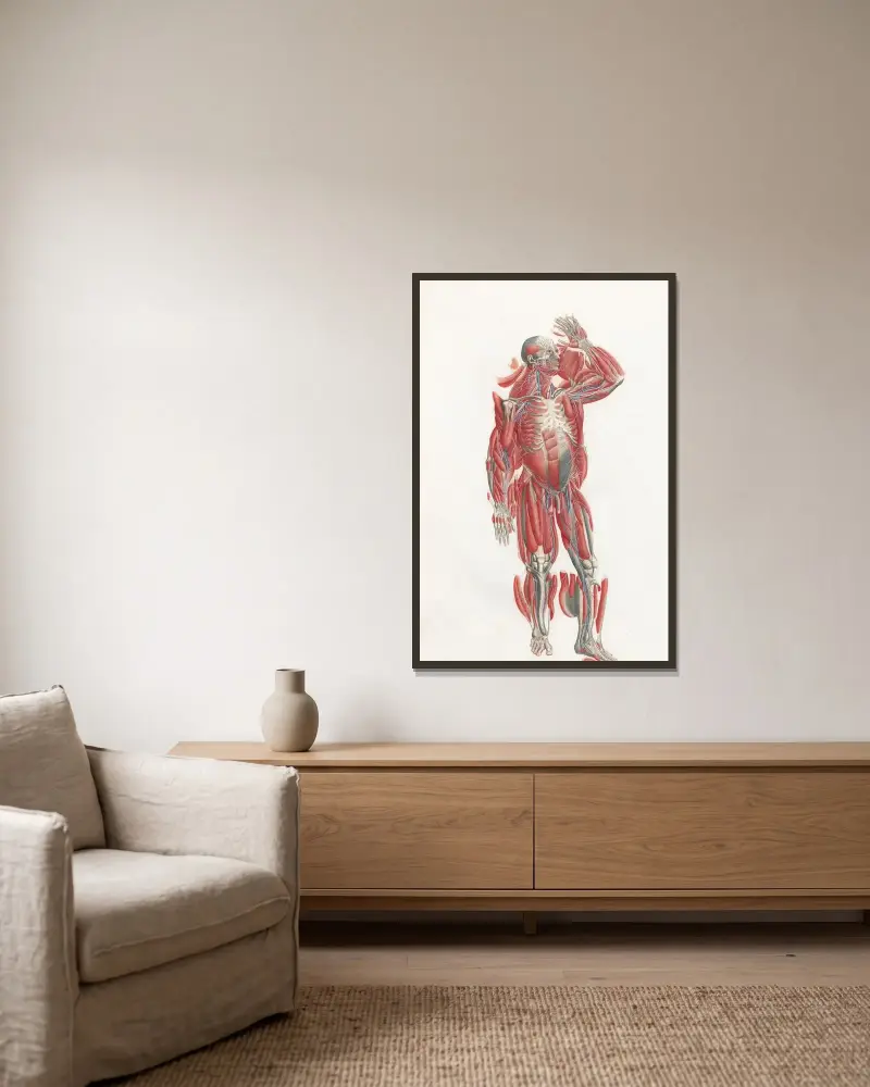 Anatomia Universale Pl.22 av Antonio Serantoni inramad på en vägg