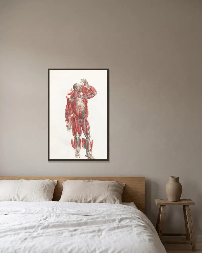Anatomia Universale Pl.22 av Antonio Serantoni inramad på en vägg