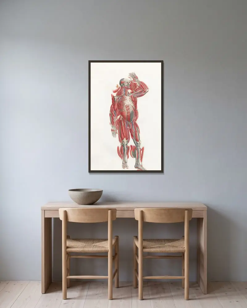 Anatomia Universale Pl.22 av Antonio Serantoni inramad på en vägg