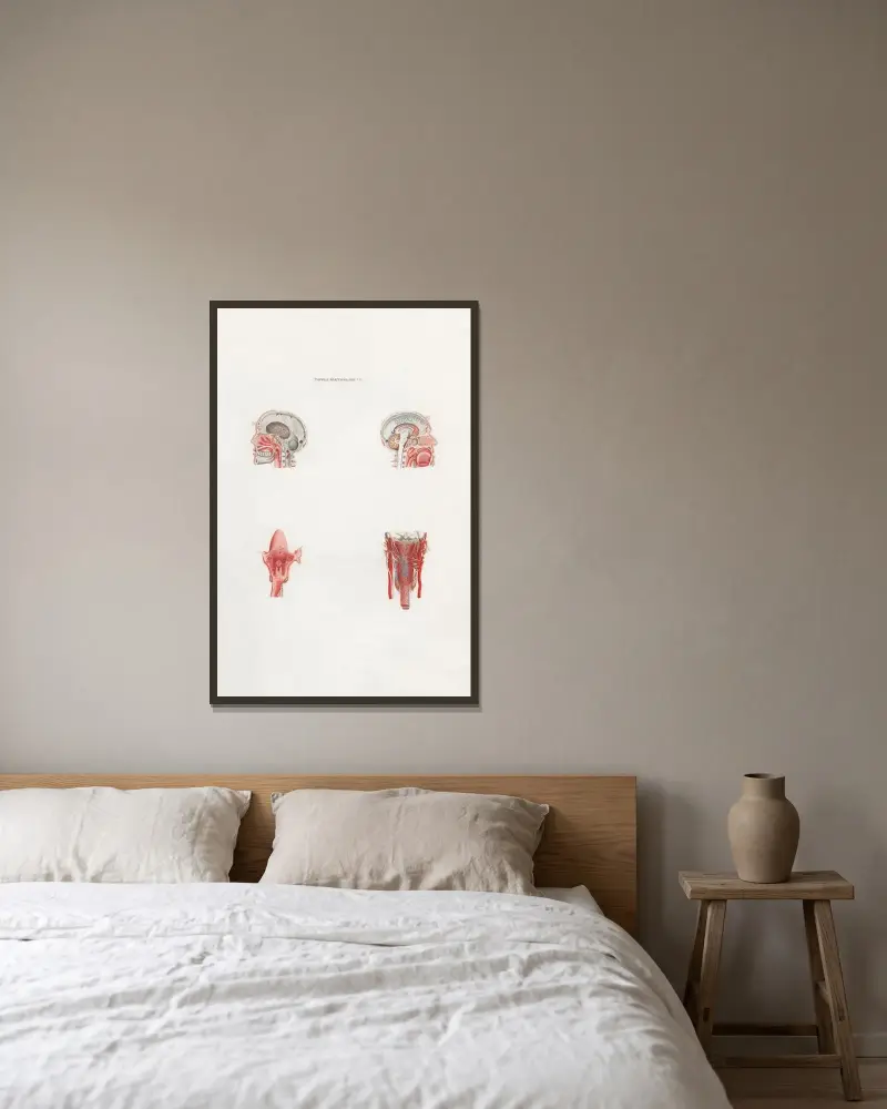 Anatomia Universale Pl.23 av Antonio Serantoni inramad på en vägg