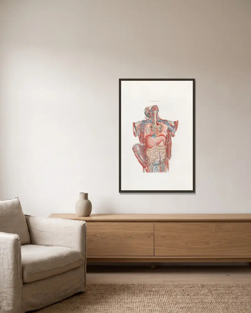 Anatomia Universale Pl.25 av Antonio Serantoni inramad på en vägg