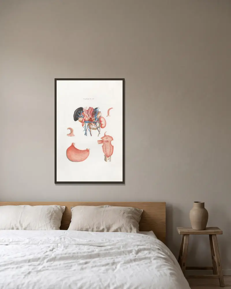 Anatomia Universale Pl.33 av Antonio Serantoni inramad på en vägg