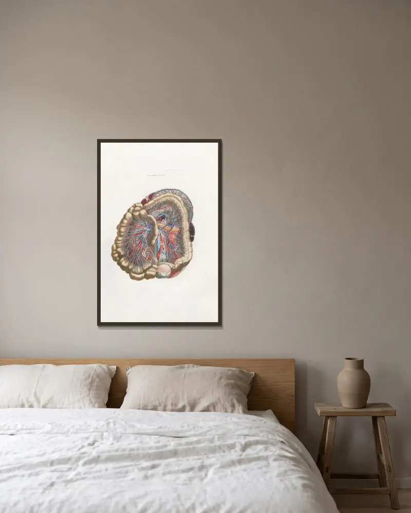Anatomia Universale Pl.34 av Antonio Serantoni inramad på en vägg