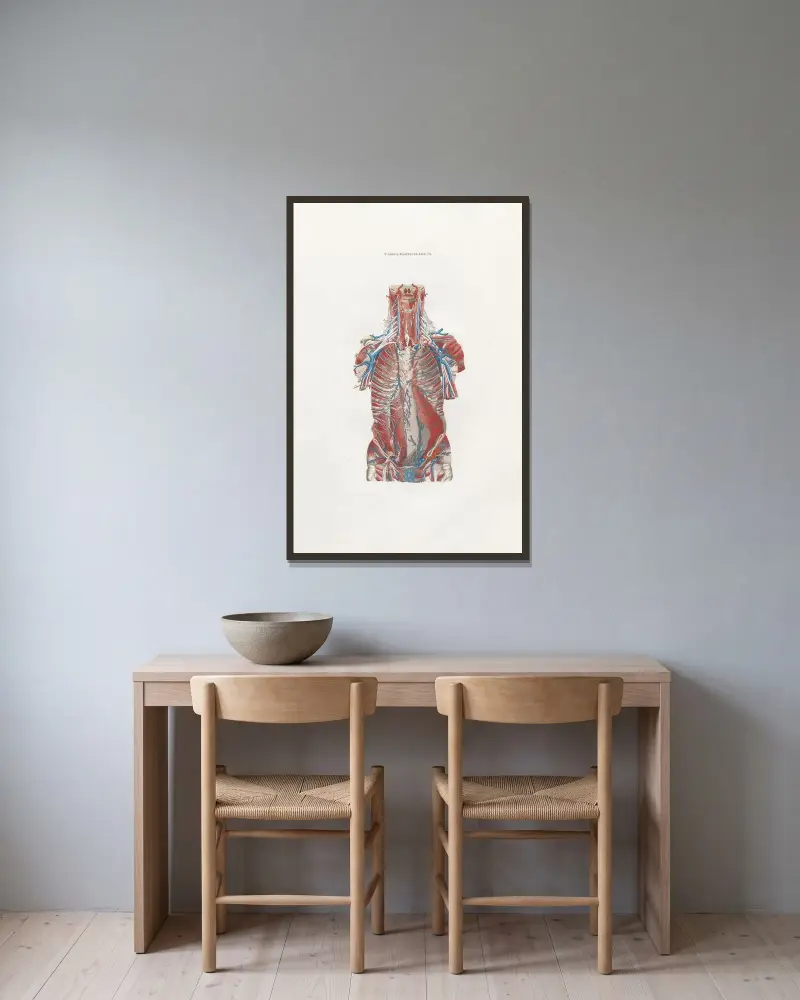 Anatomia Universale Pl.37 av Antonio Serantoni inramad på en vägg