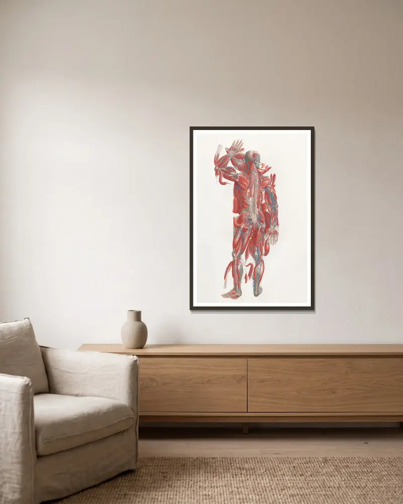 Anatomia Universale, Taf. 40 von Antonio Serantoni gerahmt an einer Wand