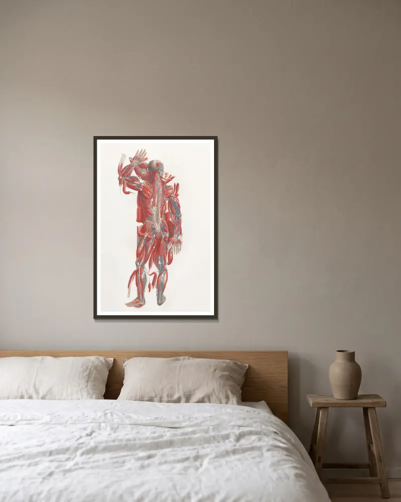Anatomia Universale, Taf. 40 von Antonio Serantoni gerahmt an einer Wand