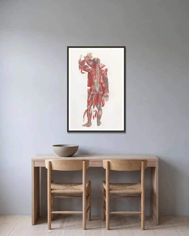 Anatomia Universale, Taf. 40 von Antonio Serantoni gerahmt an einer Wand