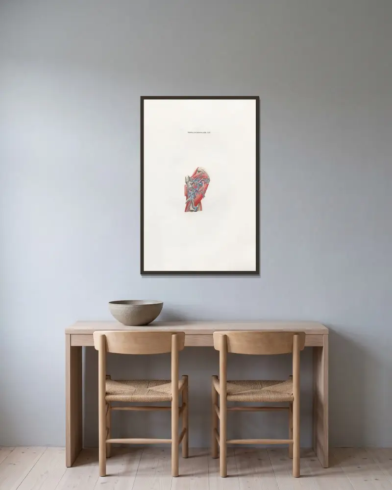 Anatomia Universale Pl.42 av Antonio Serantoni inramad på en vägg