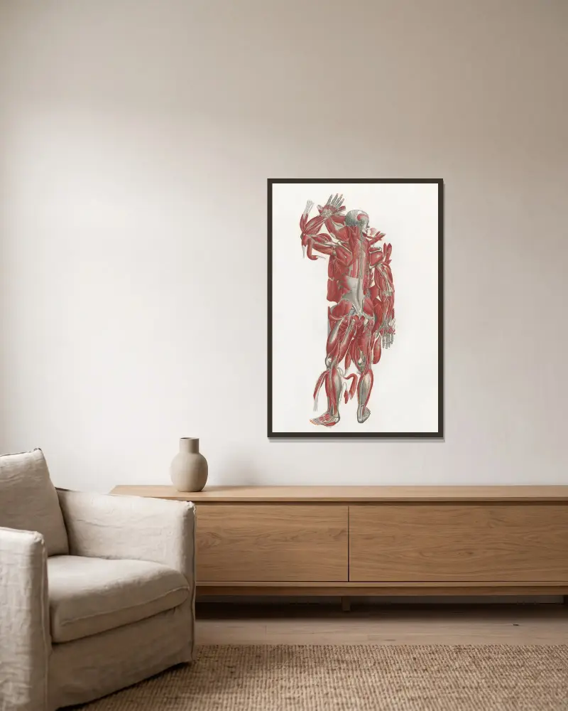 Anatomia Universale Pl.43 av Antonio Serantoni inramad på en vägg