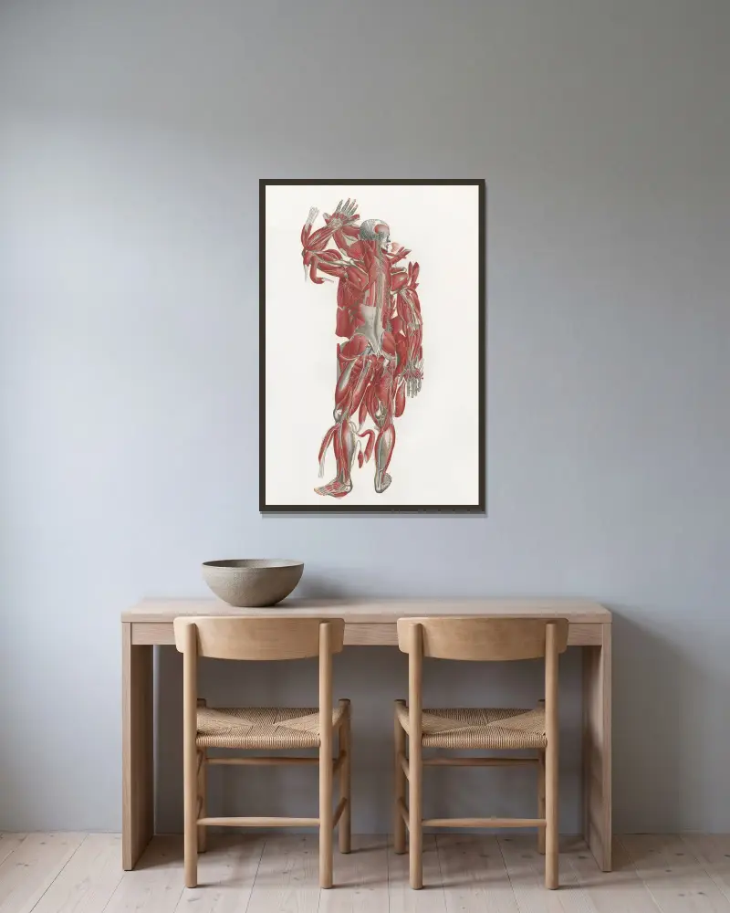 Anatomia Universale Pl.43 av Antonio Serantoni inramad på en vägg