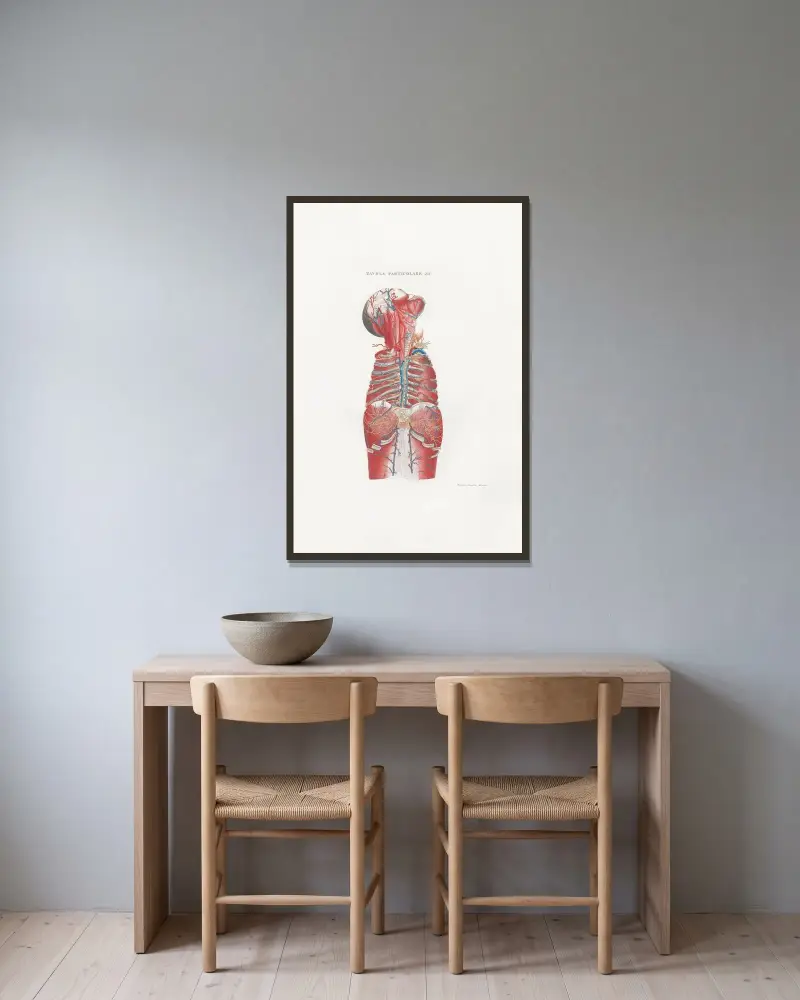 Anatomia Universale Pl.46 av Antonio Serantoni inramad på en vägg