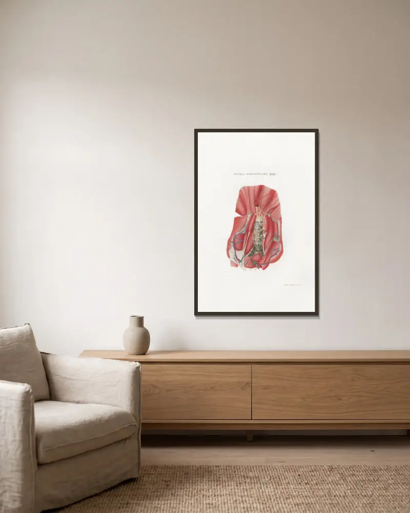 Anatomia Universale Pl.47 av Antonio Serantoni inramad på en vägg