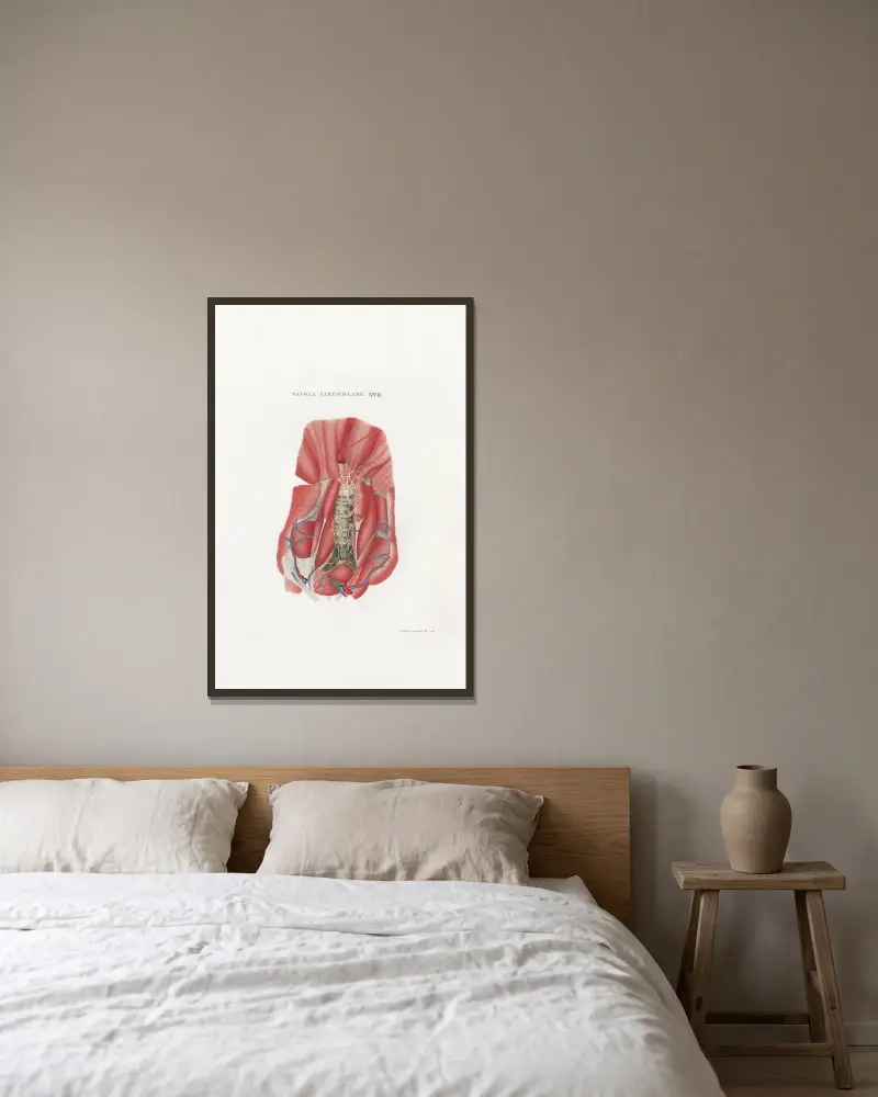Anatomia Universale Pl.47 av Antonio Serantoni inramad på en vägg