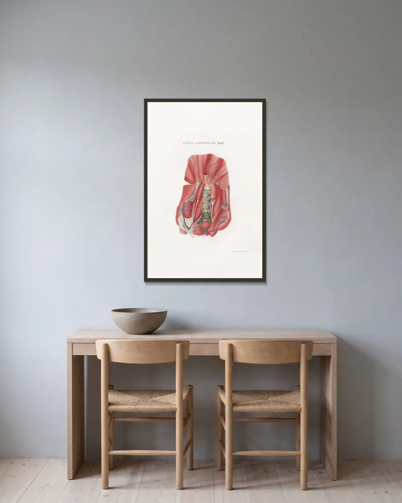 Anatomia Universale Pl.47 av Antonio Serantoni inramad på en vägg