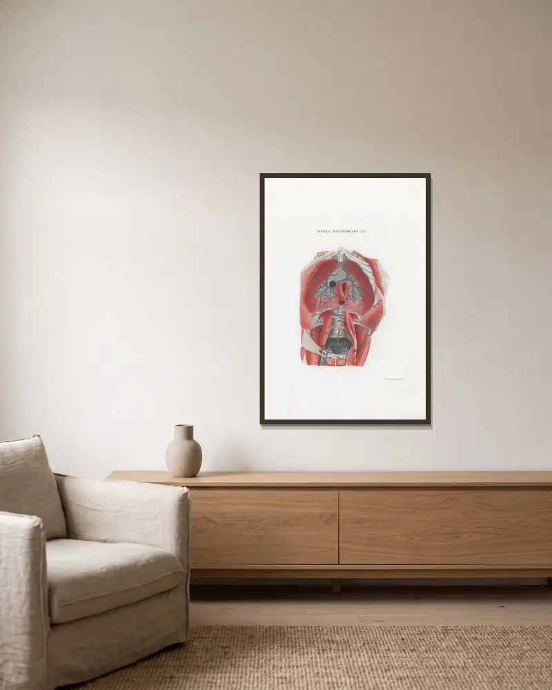 Anatomia Universale Pl.48 av Antonio Serantoni inramad på en vägg