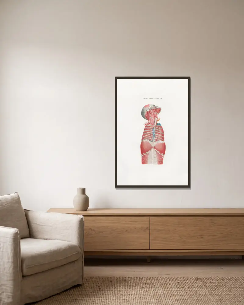 Anatomia Universale Pl. 49 von Antonio Serantoni gerahmt an einer Wand