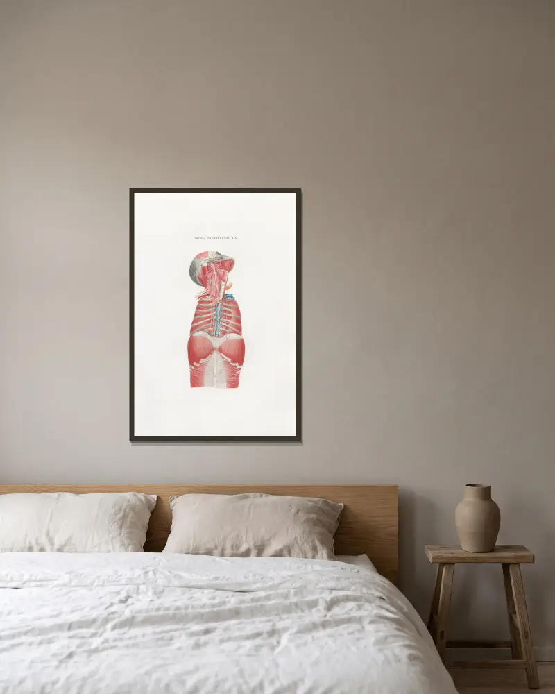 Anatomia Universale Pl. 49 von Antonio Serantoni gerahmt an einer Wand