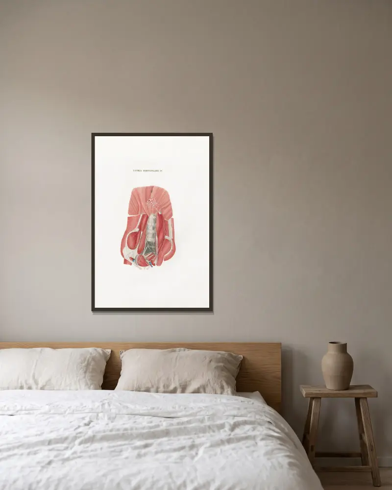 Anatomia Universale Pl.50 av Antonio Serantoni inramad på en vägg