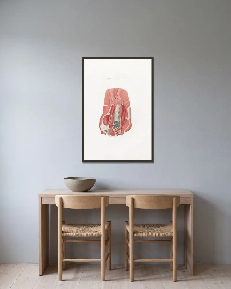 Anatomia Universale Pl.50 av Antonio Serantoni inramad på en vägg