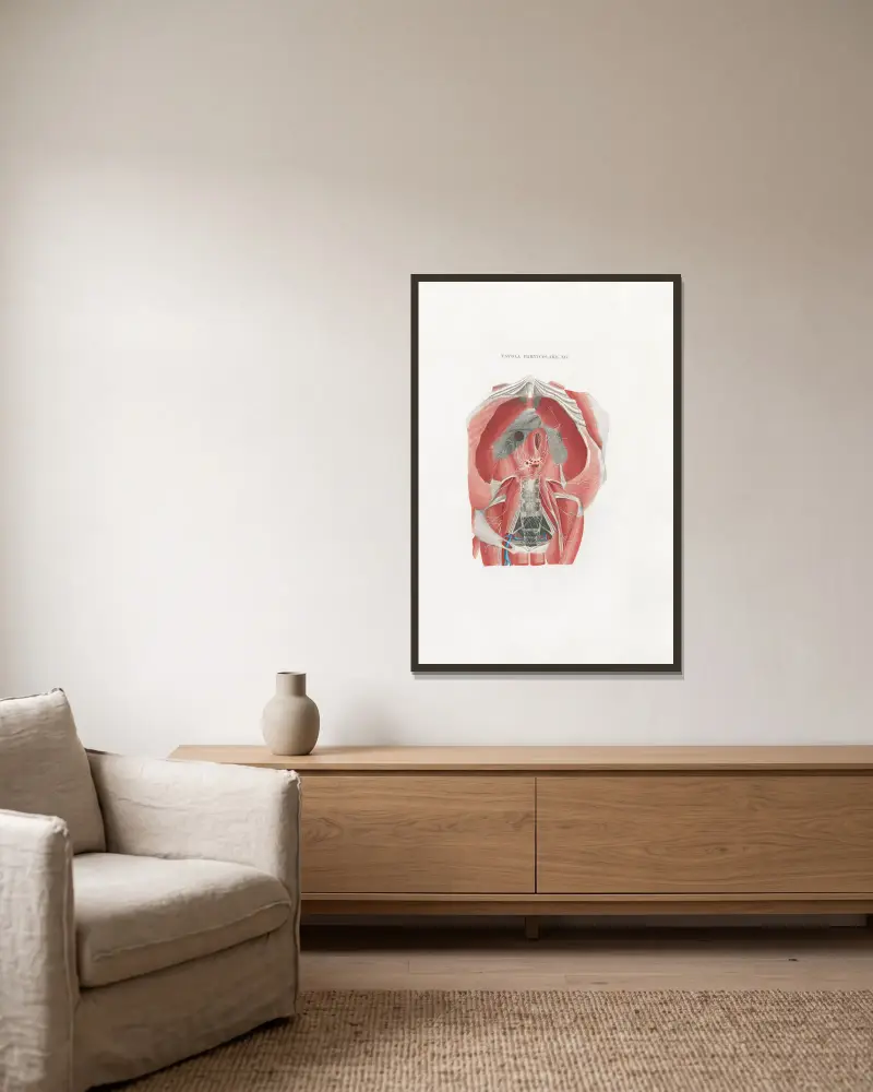 Anatomia Universale Pl.51 av Antonio Serantoni inramad på en vägg