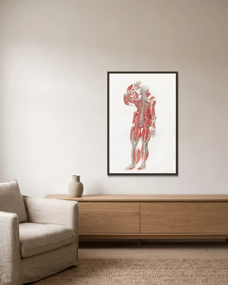 Anatomia Universale Pl.55 av Antonio Serantoni inramad på en vägg