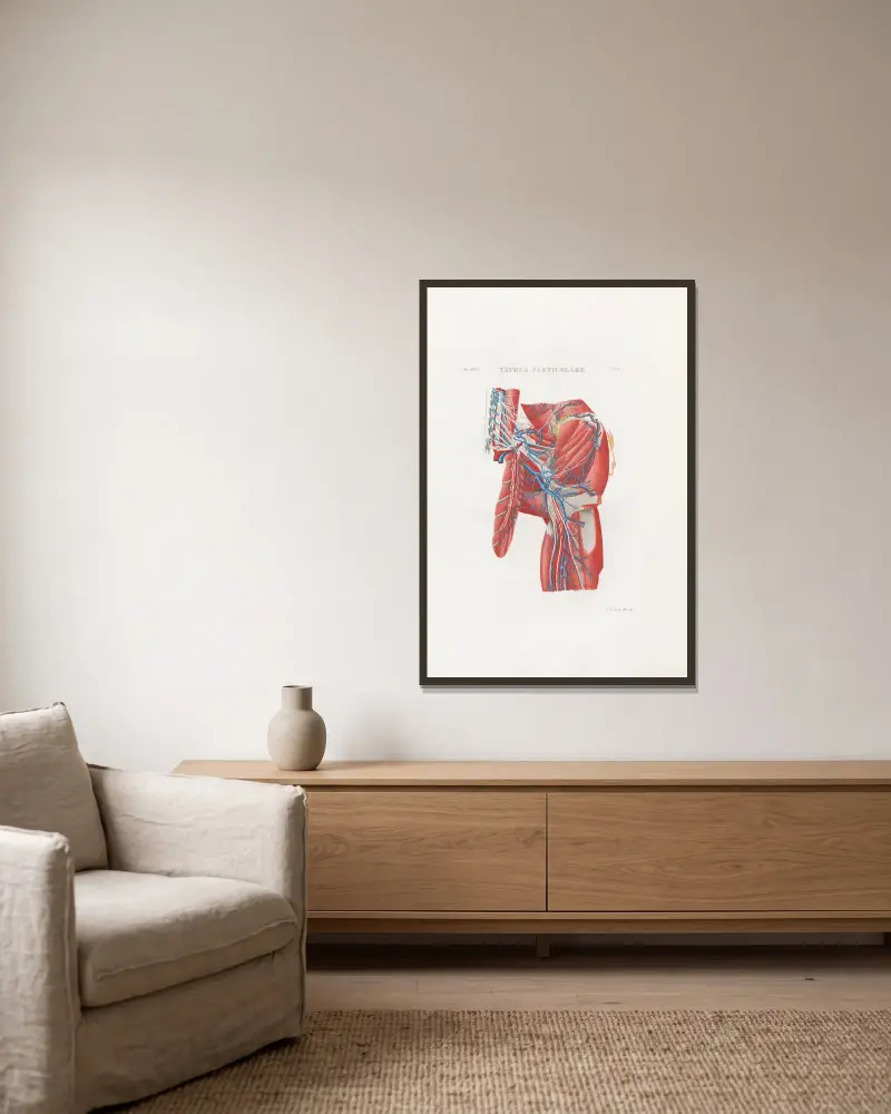 Anatomia Universale Pl.56 av Antonio Serantoni inramad på en vägg