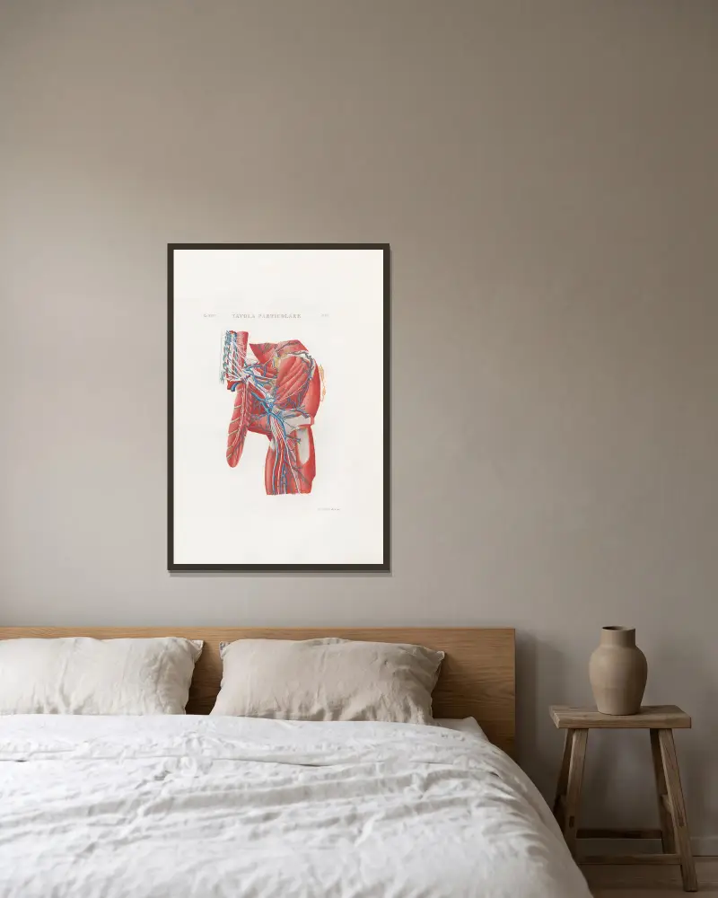 Anatomia Universale Pl.56 av Antonio Serantoni inramad på en vägg