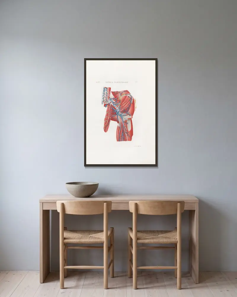 Anatomia Universale Pl.56 av Antonio Serantoni inramad på en vägg