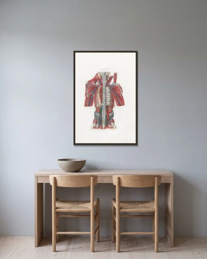 Anatomia Universale Pl.58 av Antonio Serantoni inramad på en vägg