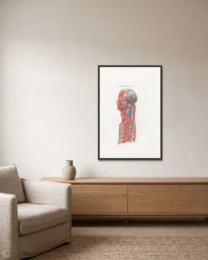 Anatomia Universale Pl.59 av Antonio Serantoni inramad på en vägg