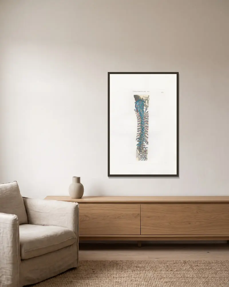 Anatomia Universale Pl.60 av Antonio Serantoni inramad på en vägg