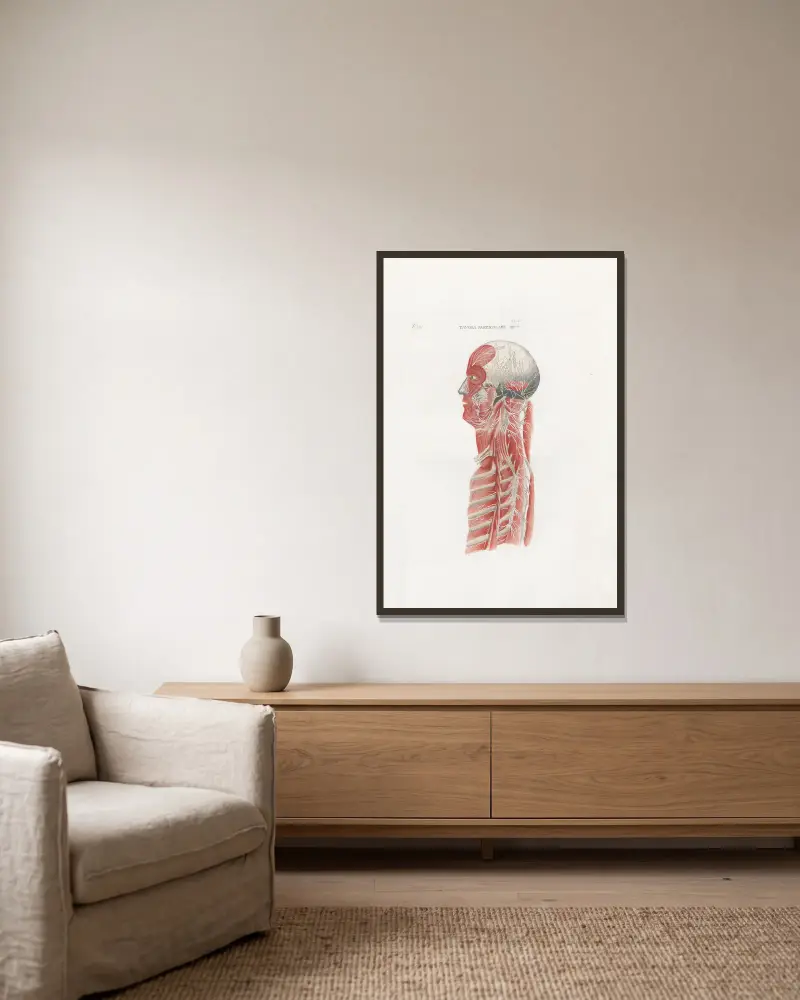 Anatomia Universale Pl.62 av Antonio Serantoni inramad på en vägg