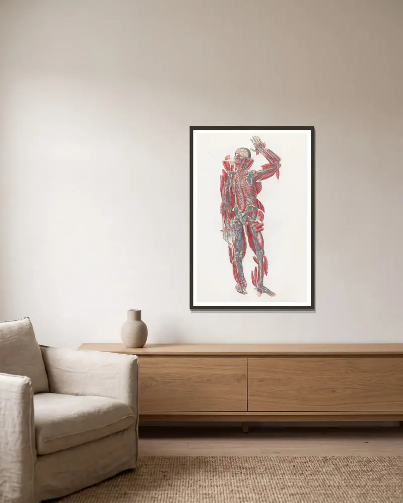 Anatomia Universale Pl.64 av Antonio Serantoni inramad på en vägg