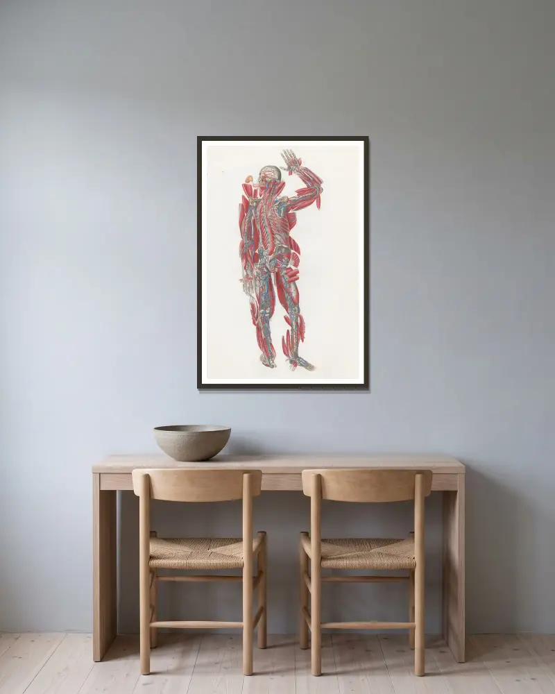 Anatomia Universale Pl.64 av Antonio Serantoni inramad på en vägg