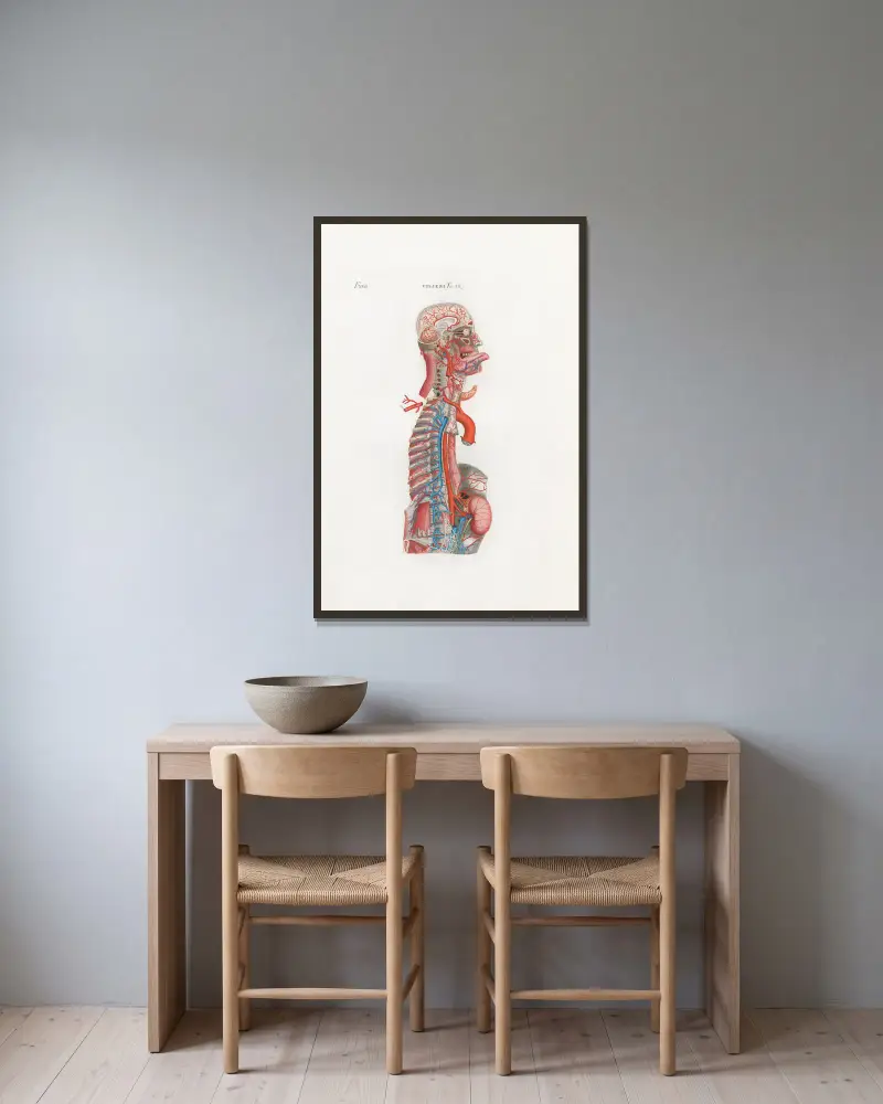Anatomia Universale Pl.65 av Antonio Serantoni inramad på en vägg