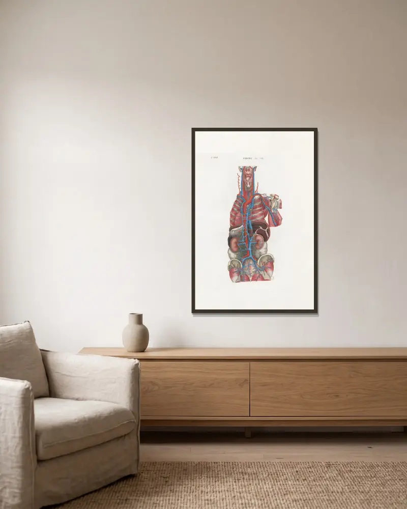 Anatomia Universale Pl.66 av Antonio Serantoni inramad på en vägg