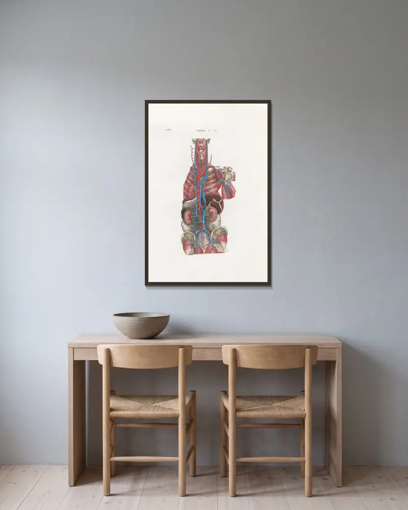 Anatomia Universale Pl.66 av Antonio Serantoni inramad på en vägg