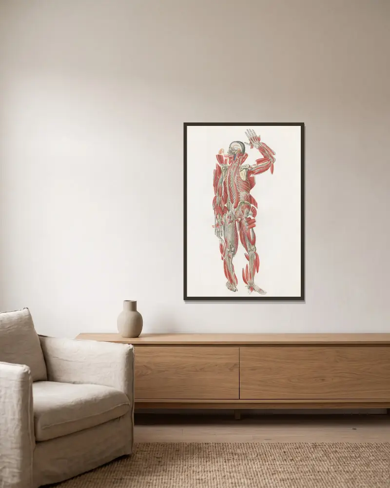 Anatomia Universale Pl.67 av Antonio Serantoni inramad på en vägg
