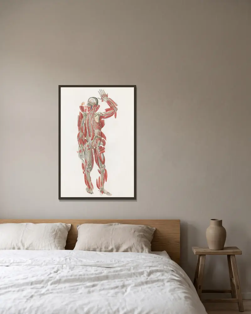 Anatomia Universale Pl.67 av Antonio Serantoni inramad på en vägg