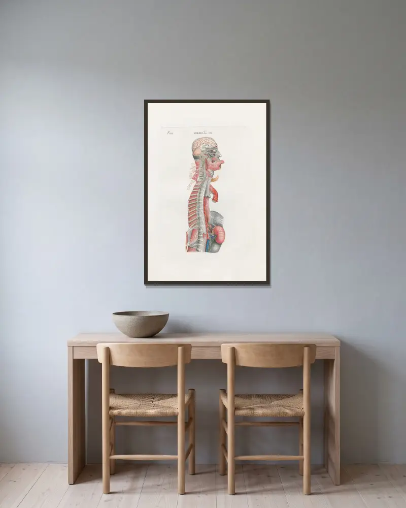 Anatomia Universale Pl.68 av Antonio Serantoni inramad på en vägg